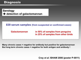 Diagnosis
Serology
 detection of galactomannan
Cray et al. ISHAM 2006 (poster P-0011)
839 serum samples (from suspected or confirmed cases)
Galactomannan in 50% of samples from penguins
in 25% of samples from other birds
Many chronic cases = negative for antibody but positive for galactomannan
But long term chronic cases = negative for both antigen and antibody !
 