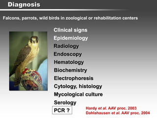Serology
Hematology
Diagnosis
Clinical signs
Epidemiology
Radiology
Endoscopy
Falcons, parrots, wild birds in zoological or rehabilitation centers
Biochemistry
Electrophoresis
Mycological culture
PCR ?
Cytology, histology
Hardy et al. AAV proc. 2003
Dahlahausen et al. AAV proc. 2004
 