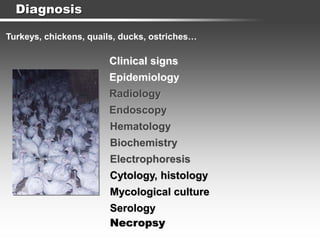 Diagnosis
Clinical signs
Epidemiology
Turkeys, chickens, quails, ducks, ostriches…
Hematology
Radiology
Endoscopy
Serology
Biochemistry
Electrophoresis
Mycological culture
Necropsy
Cytology, histology
 