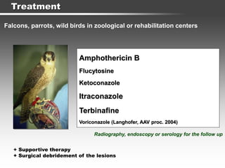 Treatment
Falcons, parrots, wild birds in zoological or rehabilitation centers
Amphothericin B
Flucytosine
Ketoconazole
Itraconazole
Terbinafine
Voriconazole (Langhofer, AAV proc. 2004)
Radiography, endoscopy or serology for the follow up
+ Supportive therapy
+ Surgical debridement of the lesions
 