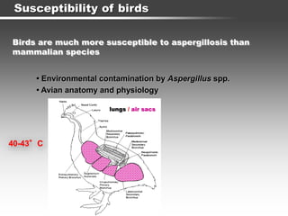 Susceptibility of birds
• Environmental contamination by Aspergillus spp.
• Avian anatomy and physiology
40-43°C
Birds are much more susceptible to aspergillosis than
mammalian species
lungs / air sacs
 