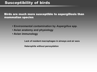 Susceptibility of birds
• Environmental contamination by Aspergillus spp.
• Avian anatomy and physiology
• Avian immunology
Lack of resident macrophages in airways and air sacs
Heterophils without peroxydation
Birds are much more susceptible to aspergillosis than
mammalian species
 