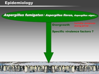 Epidemiology
Aspergillus fumigatus / Aspergillus flavus, Aspergillus niger…
Overgrowth
Specific virulence factors ?
humidity, dampness
drying period …
 