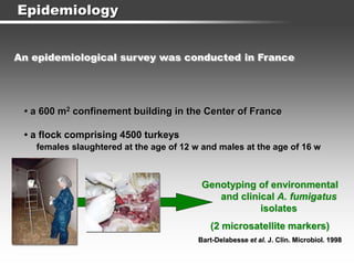 Epidemiology
• a 600 m2 confinement building in the Center of France
• a flock comprising 4500 turkeys
females slaughtered at the age of 12 w and males at the age of 16 w
Genotyping of environmental
and clinical A. fumigatus
isolates
(2 microsatellite markers)
Bart-Delabesse et al. J. Clin. Microbiol. 1998
An epidemiological survey was conducted in France
 