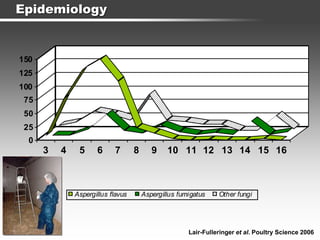 Epidemiology
0
25
50
75
100
125
150
3 4 5 6 7 8 9 10 11 12 13 14 15 16
Aspergillus flavus Aspergillus fumigatus Other fungi
Lair-Fulleringer et al. Poultry Science 2006
 