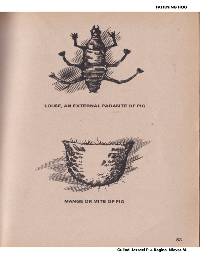 pig louse