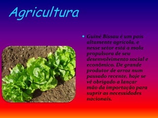Agricultura
 Guiné Bissau é um país
altamente agrícola, e
nesse setor está a mola
propulsora de seu
desenvolvimento social e
econômico. De grande
produtor de arroz num
passado recente, hoje se
vê obrigado a lançar
mão da importação para
suprir as necessidades
nacionais.
 
