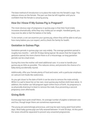 Curated visual reference: Fresh Look at The Guinea Pig Care Guide