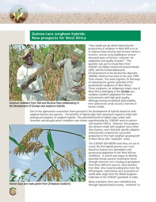 44
“How would you go about improving the
productivity of sorghum in West Africa so as
to improve food security and increase farmer’s
incomes, and do so by building on several
thousand years of farmers’ selection for
adaptation and quality of grain?” This
question was put to researchers from
ICRISAT, the Malian Institut d’Economie Rurale
(IER), and the Institut National de
l’Environnement et des Recherches Agricoles
(INERA), Burkina Faso back in the year 1999.
Their answer, “lets work together to find ways
of unlocking the genetic potential of the
predominant sorghums of West Africa.”
These sorghums, an indigenous staple crop of
West Africa belonging to the -race,
combine excellent adaptation for these
environments with high grain quality.
Although having exceptional yield stability,
their yield levels rarely exceed 2 tons/ha in
farmer’s fields.
One of the approaches researchers have pursued is the development of hybrids based on well-
adapted Guinea-race parents. The benefits of hybrid vigor have long been reaped in India with
widespread adoption of sorghum hybrids. The potential benefit of hybrid vigor under both
favorable and drought prone conditions was shown experimentally by ICRISAT work in eastern
and southern Africa. However, this progress
has all been made with sorghum races other
than Guinea, races that lack specific adaptive
characteristics required for successful
production in the main sorghum-growing belt
of West Africa (the “Sudanian” zone).
The ICRISAT-IER-INERA team thus set out to
create the first hybrid parents ever to be
based on Guinea-race germplasm and
possessing adaptation to the West African
conditions. A search was begun to identify
potential female parents (maintainer lines)
through extensive test crossing of germplasm
from three different sources: local varieties
from Mali, inter-racial breeding lines from the
IER program, and Guinea-race accessions of
world-wide origin from the World Sorghum
Collection in the ICRISAT genebank in India.
Many maintainer lines were identified and,
through repeated backcrossing, “sterilized” to
Guinea-race sorghum hybrids:
New prospects for West Africa
 