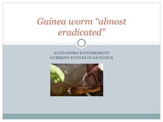 ALEXANDRA D’ENTREMONT CURRENT EVENTS IN GENETICS Guinea worm “almost eradicated” 
