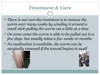 Treatment & Care There is not cure the treatment is to remove the worm over many weeks by winding it around a small stick pulling the worm out a little at a time On some cases the worm is able to be pulled out in a few days, but usually takes a few weeks or months No medication is available, the worm can be surgically removed if the wound begins to swell  