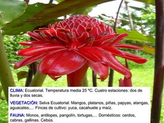 CLIMA:   Ecuatorial. Temperatura media 25 ºC. Cuatro estaciones: dos de lluvia y dos secas. VEGETACIÓN:   Selva Ecuatorial: Mangos, platanos, piñas, papyas, atangas, aguacates,… Fincas de cultivo: yuca, cacahuete y maíz. FAUNA:   Monos, antilopes, pangolín, tortugas,… Domésticos: cerdos, cabras, gallinas. Cebús. 