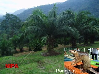 NIPA Pangolín 