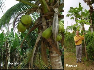 Cocotero Papaya 