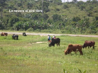La nevera al aire libre 