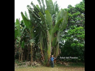 Árbol del Paraíso 