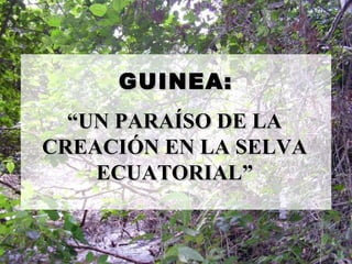 GUINEA:   “ UN PARAÍSO DE LA CREACIÓN EN LA SELVA ECUATORIAL” 