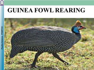 PoultryScience,PVNRTVU
GUINEA FOWL REARING
 