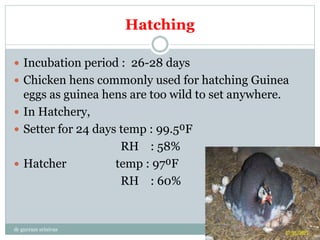 Hatching
 Incubation period : 26-28 days
 Chicken hens commonly used for hatching Guinea
eggs as guinea hens are too wild to set anywhere.
 In Hatchery,
 Setter for 24 days temp : 99.5⁰F
RH : 58%
 Hatcher temp : 97⁰F
RH : 60%
dr gurram srinivas
 