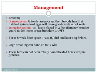 Management
 Brooding-
 Range system G.fowls are poor mother, broody hen that
hatched guinea fowl eggs will make good caretaker of keets.
 Intensive system- 100 keets placed in 4 feet diameter brooder
guard under hover or gas brooder (100⁰F)
 For 0-8 week floor space 0.5 sq ft/bird and later 1 sq ft/bird.
 Cage brooding can done up to 12 wks
 These bird can not been totally domesticated hence require
perches.
dr gurram srinivas
 