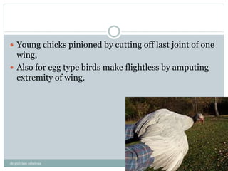 Young chicks pinioned by cutting off last joint of one
wing,
 Also for egg type birds make flightless by amputing
extremity of wing.
dr gurram srinivas
 