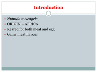 Introduction
 Numida meleagris
 ORIGIN – AFRICA
 Reared for both meat and egg
 Gamy meat flavour
 