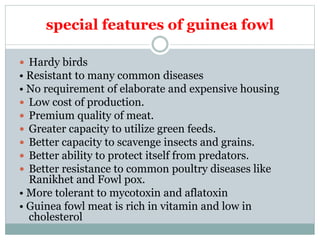 special features of guinea fowl
 Hardy birds
• Resistant to many common diseases
• No requirement of elaborate and expensive housing
 Low cost of production.
 Premium quality of meat.
 Greater capacity to utilize green feeds.
 Better capacity to scavenge insects and grains.
 Better ability to protect itself from predators.
 Better resistance to common poultry diseases like
Ranikhet and Fowl pox.
• More tolerant to mycotoxin and aflatoxin
• Guinea fowl meat is rich in vitamin and low in
cholesterol
 