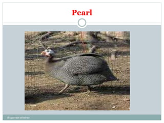 Pearl
dr gurram srinivas
 