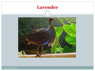 Lavender
dr gurram srinivas
 