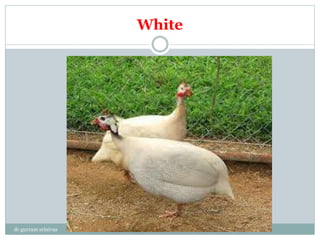 White
dr gurram srinivas
 