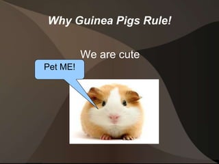 Guinea Pigs Rule! | PPT