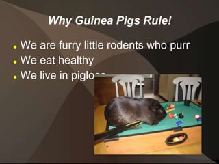 Guinea Pigs Rule! | PPT