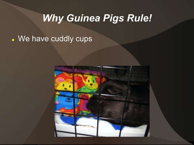 Guinea Pigs Rule! | PPT