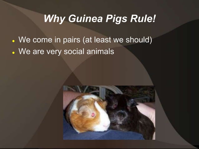 Guinea Pigs Rule! | PPT
