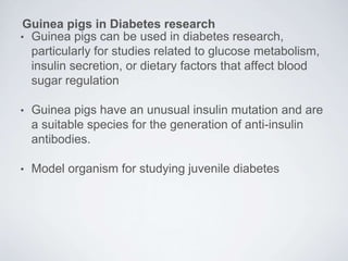 Guinea Pig as a Model for Translation Research | PPTX