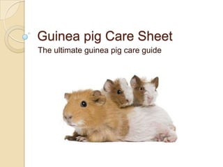 Guinea pig Care Sheet
The ultimate guinea pig care guide
 