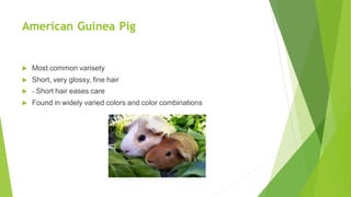 American Guinea Pig
 Most common varisety
 Short, very glossy, fine hair
 – Short hair eases care
 Found in widely varied colors and color combinations
 