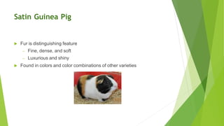 Satin Guinea Pig
 Fur is distinguishing feature
– Fine, dense, and soft
– Luxurious and shiny
 Found in colors and color combinations of other varieties
 