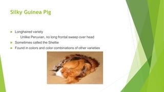 Silky Guinea Pig
 Longhaired variety
– Unlike Peruvian, no long frontal sweep over head
 Sometimes called the Sheltie
 Found in colors and color combinations of other varieties
 