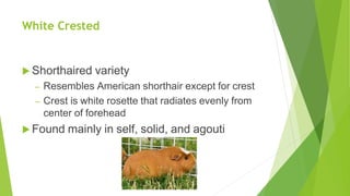 White Crested
 Shorthaired variety
– Resembles American shorthair except for crest
– Crest is white rosette that radiates evenly from
center of forehead
 Found mainly in self, solid, and agouti
 