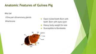 Anatomic Features of Guinea Pig
#No tail
#One pair ofmammary glands
#Herbivore
 Open rooted teeth Born with
teeth Born with eyes open
 Heavy body weight for size
 Susceptible to Bordatella
 