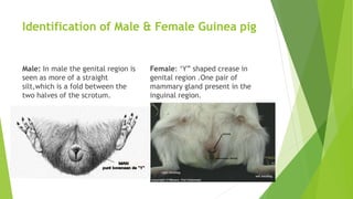 Identification of Male & Female Guinea pig
Male: In male the genital region is
seen as more of a straight
silt,which is a fold between the
two halves of the scrotum.
Female: ‘Y” shaped crease in
genital region .One pair of
mammary gland present in the
inguinal region.
 