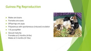 Guinea Pig Reproduction
 Males are boars
 Females are sows
 Offsprings are pups
 Polyestrous with spontaneous (induced) ovulation
 1-6 young/litter
 Sexual maturity
– Females at 2 months (4-6w)
– Males at 3 months (9-10w)
 