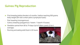 Guinea Pig Reproduction
 First breeding before female is 6 months / before reaching 500 grams
body weight (6m old is when pelvic symphysis fuses)
– Pair breeding (monogamous)
– Colony breeding (polygamous / harem: 1 boar/4-10 sows)
 Gestation period from 56 to 74 days Up to 5 litters yearly (2 to 4
average)
– Running and eating solid food in 24 hours
 