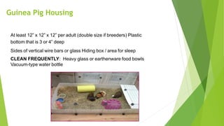 Guinea Pig Housing
At least 12” x 12” x 12” per adult (double size if breeders) Plastic
bottom that is 3 or 4” deep
Sides of vertical wire bars or glass Hiding box / area for sleep
CLEAN FREQUENTLY: Heavy glass or earthenware food bowls
Vacuum-type water bottle
 