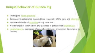 Unique Behavior of Guinea Pig
 Participate social grooming
 Dominancy is established through biting (especially of the ears) and piloerection
 Non-sexual simulated mounting among same sex
 A wider angle of vision (about 340°) and see in partial color (dichromacy)
 onomatopoeic, expression of general excitement, presence of its owner or to
feeding.
 