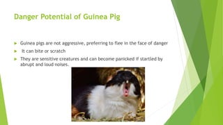 Danger Potential of Guinea Pig
 Guinea pigs are not aggressive, preferring to flee in the face of danger
 It can bite or scratch
 They are sensitive creatures and can become panicked if startled by
abrupt and loud noises.
 