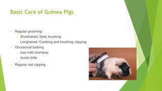 Basic Care of Guinea Pigs
• Regular grooming
– Shorthaired: Daily brushing
– Longhaired: Combing and brushing, clipping
• Occasional bathing
– Use mild shampoo
– Avoid chills
• Regular nail clipping
 