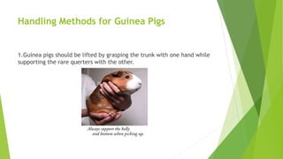 Handling Methods for Guinea Pigs
1.Guinea pigs should be lifted by grasping the trunk with one hand while
supporting the rare querters with the other.
 