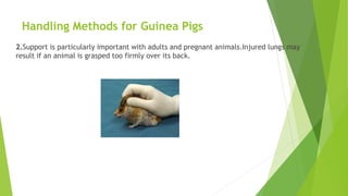 Handling Methods for Guinea Pigs
2.Support is particularly important with adults and pregnant animals.Injured lungs may
result if an animal is grasped too firmly over its back.
 